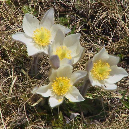 Anemone Home Santa Caterina Valfurva Exterior photo