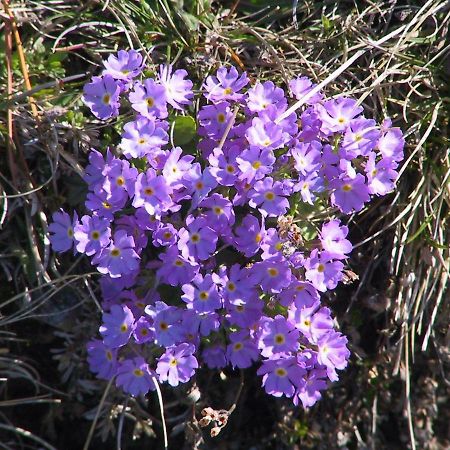 Anemone Home Santa Caterina Valfurva Exterior photo