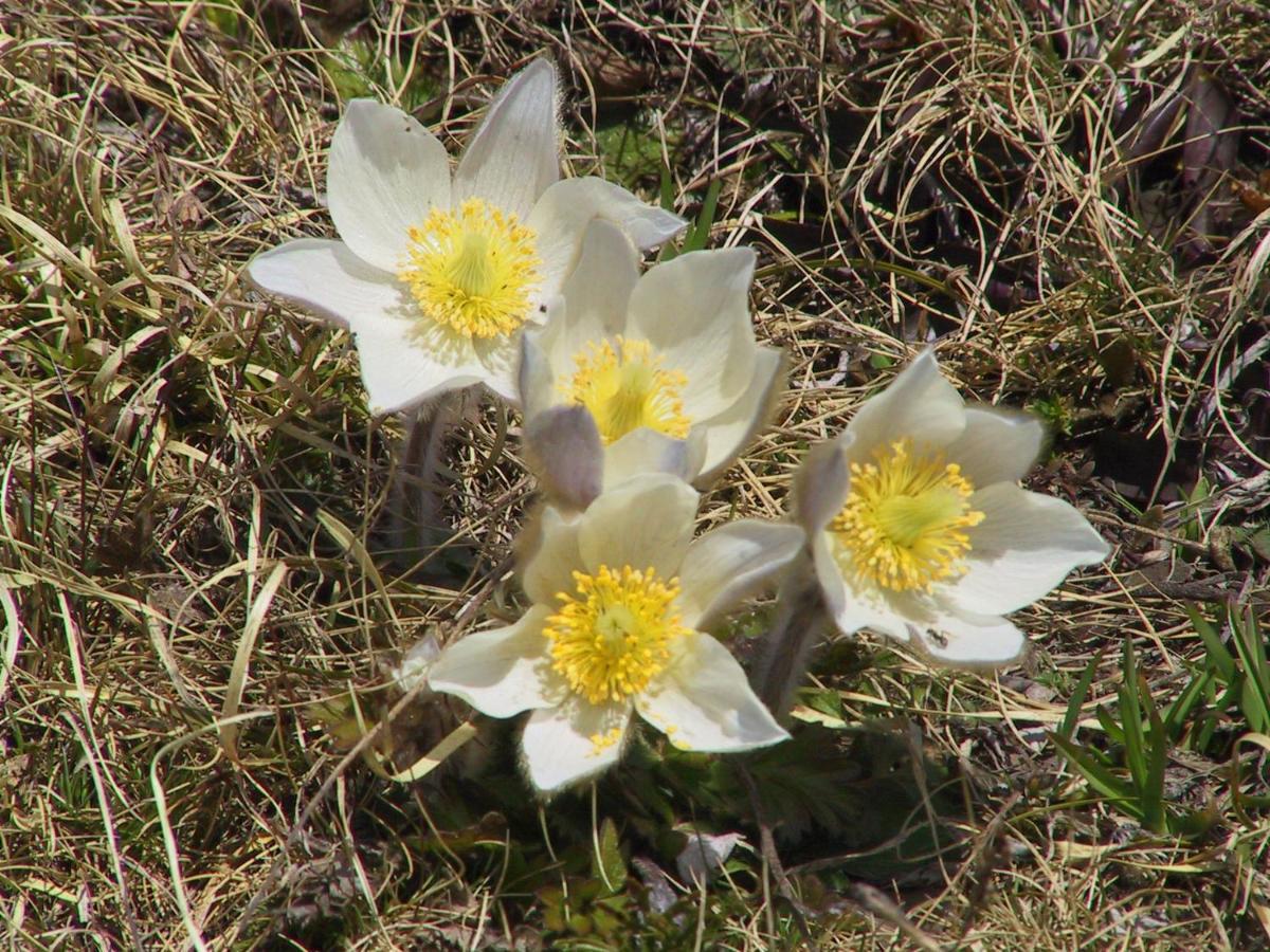 Anemone Home Santa Caterina Valfurva Exterior photo