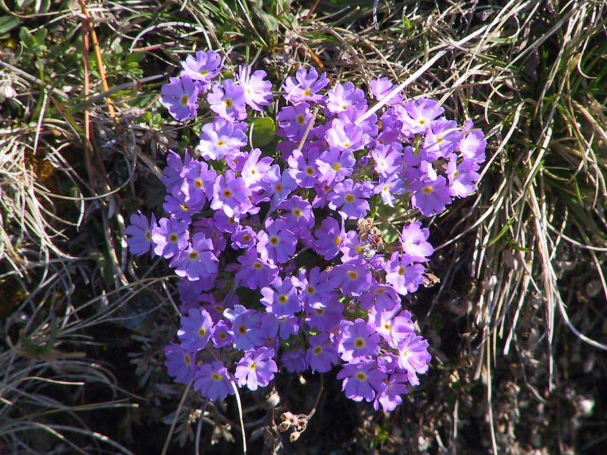 Anemone Home Santa Caterina Valfurva Exterior photo